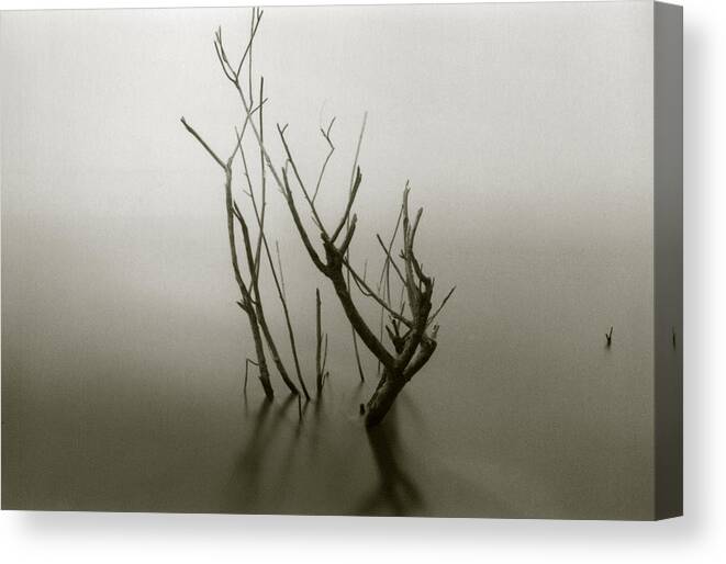 Branches Canvas Print featuring the photograph Branches in the Water by Amarildo Correa