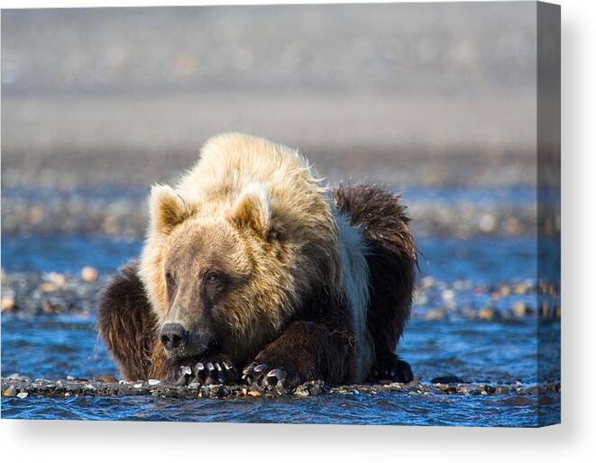 Alaskan Brown Bear Canvas Print featuring the photograph Brown Bear by Karen Lindquist