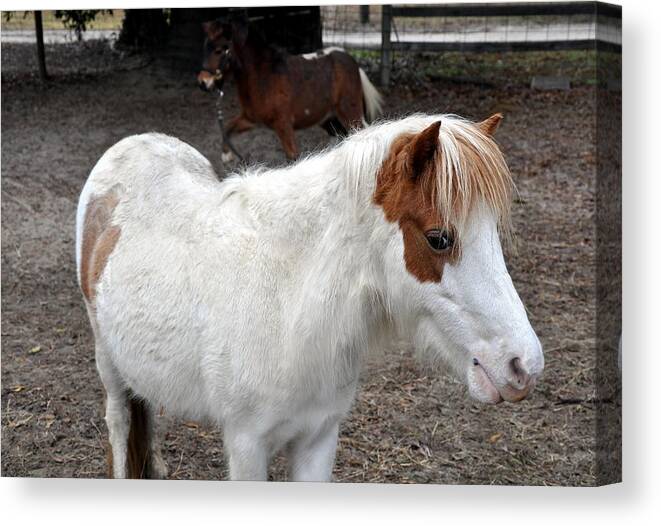 Horse Canvas Print featuring the photograph Brown Eyed Beauty by Kim Clark