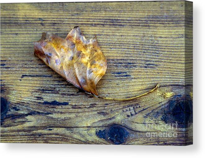 Autumn Canvas Print featuring the photograph Brown Leaf on Cedar Deck by William Kuta