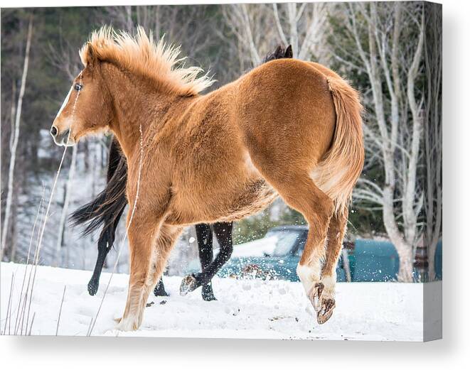 Horse Canvas Print featuring the photograph Bucking by Cheryl Baxter