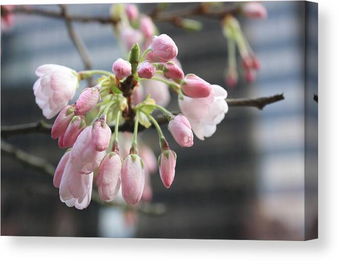 Flowers Canvas Print featuring the photograph Buds of the Akebono Cherry by Gerry Bates