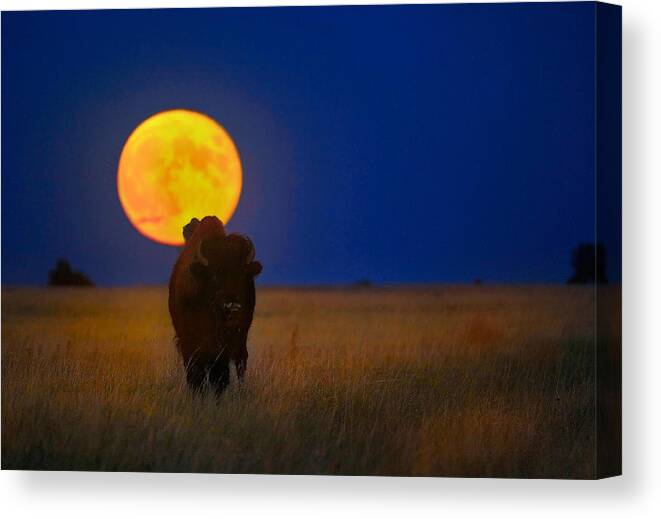 Bison Canvas Print featuring the photograph Buffalo Moon by Kadek Susanto