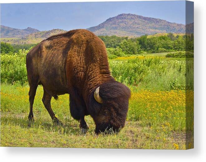 Buffalo Soldier Canvas Print featuring the photograph Buffalo Soldier by Skip Hunt