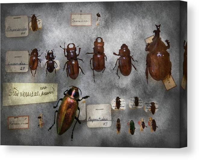 Hdr Canvas Print featuring the photograph Bug Collector - The insect Collection by Mike Savad