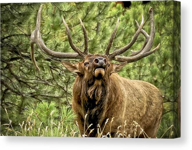 Bull Elk Canvas Print featuring the photograph Bugling Bull Elk II by Ron White