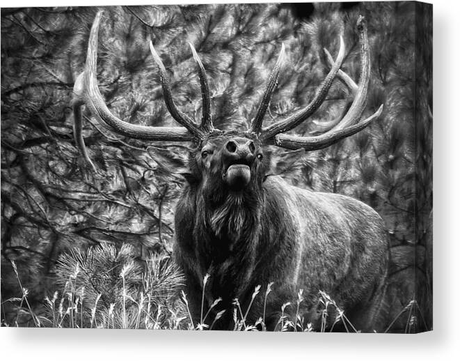 Elk Canvas Print featuring the photograph Bull Elk Bugling Black and White by Ron White