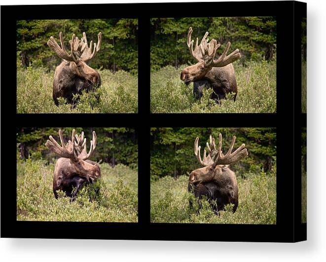 Bull Moose Canvas Print featuring the photograph Bull Moose Collage by James BO Insogna