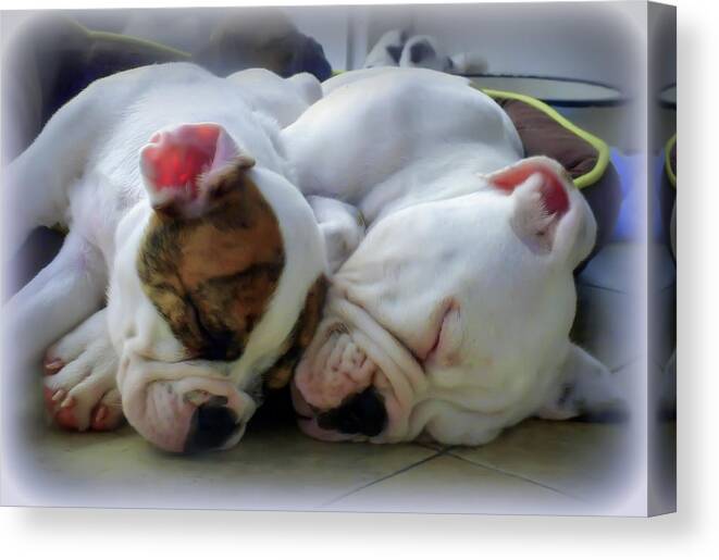 Bulldog Puppies Canvas Print featuring the photograph Bulldog Bliss by Karen Wiles