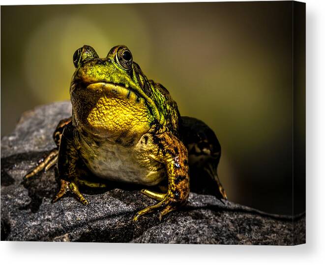 Frog Canvas Print featuring the photograph Bullfrog Watching by Bob Orsillo