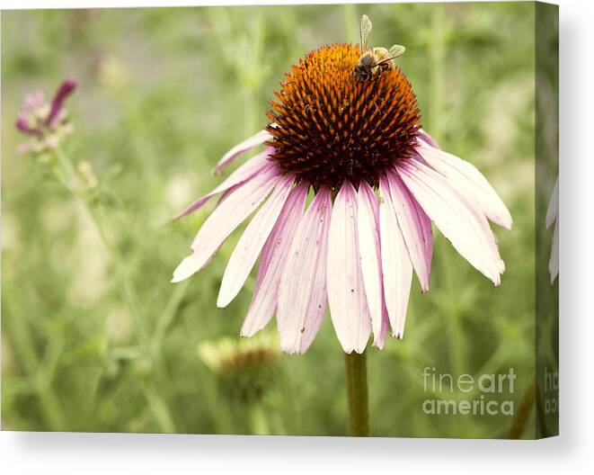 Anthophila Canvas Print featuring the photograph Busy Little Bee by Juli Scalzi