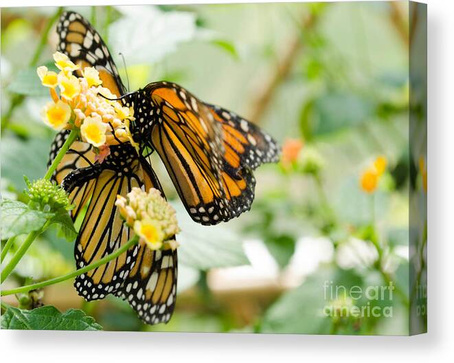 Butterfly Canvas Print featuring the photograph Butterflies 13 by Andrea Anderegg