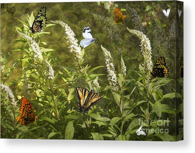 Butterflies Canvas Print featuring the photograph Butterflies in Golden Garden by Belinda Greb