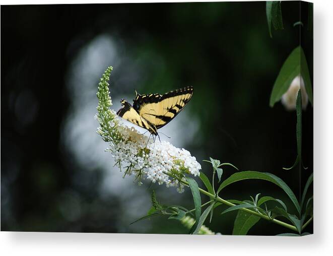 Butterfly Canvas Print featuring the photograph Butterflies by Margie Avellino