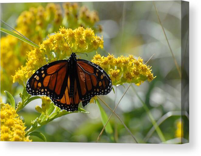 Monarch Butterfly Canvas Print featuring the photograph Butterfly 130 by Joyce StJames