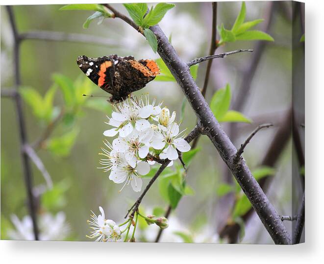 Red Admiral Butterfly Canvas Print featuring the photograph Butterfly and Apple Blossoms by Penny Meyers