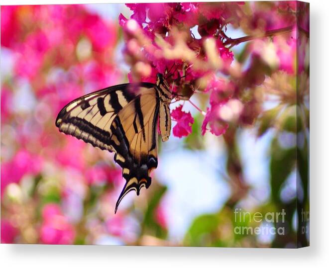 Butterfly Canvas Print featuring the photograph Butterfly on the Crepe Myrtle. by Debby Pueschel