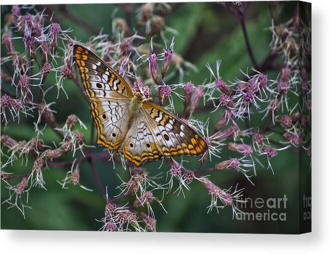 Il Canvas Print featuring the photograph Butterfly Soft Landing by Thomas Woolworth