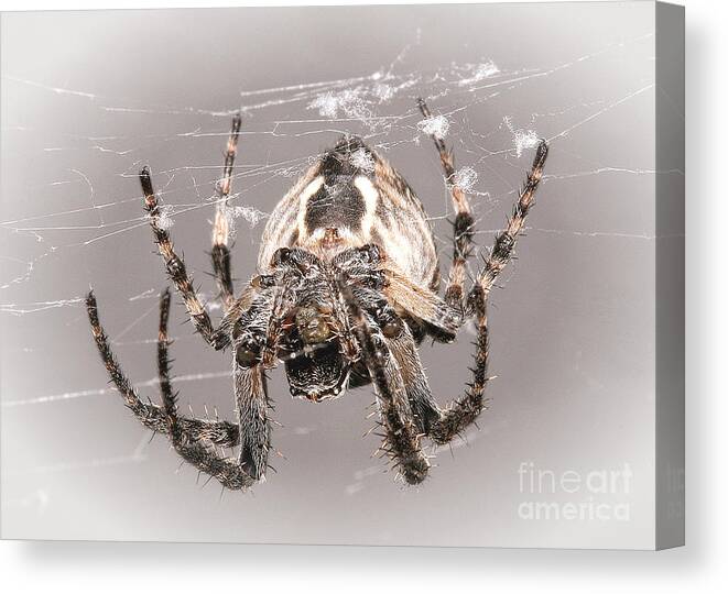 Spiders Canvas Print featuring the photograph By A Thread by Geoff Crego