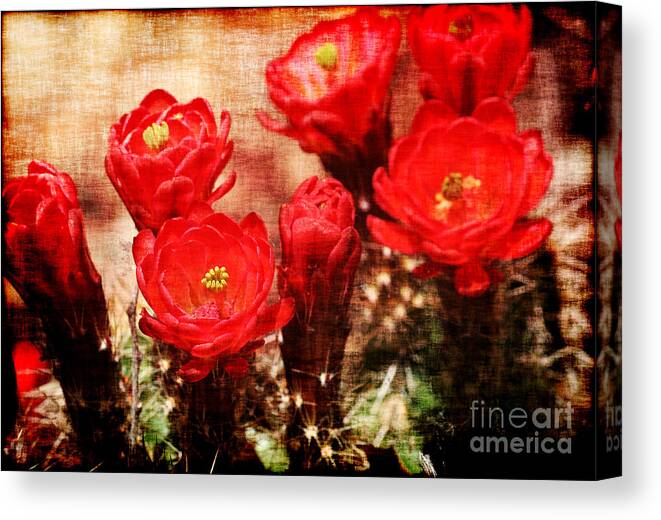 Cactus Canvas Print featuring the photograph Cactus Flowers by Julie Lueders 