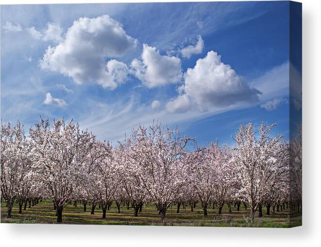Tranquility Canvas Print featuring the photograph California Almond Blossoms In Bloom by Barbara Rich