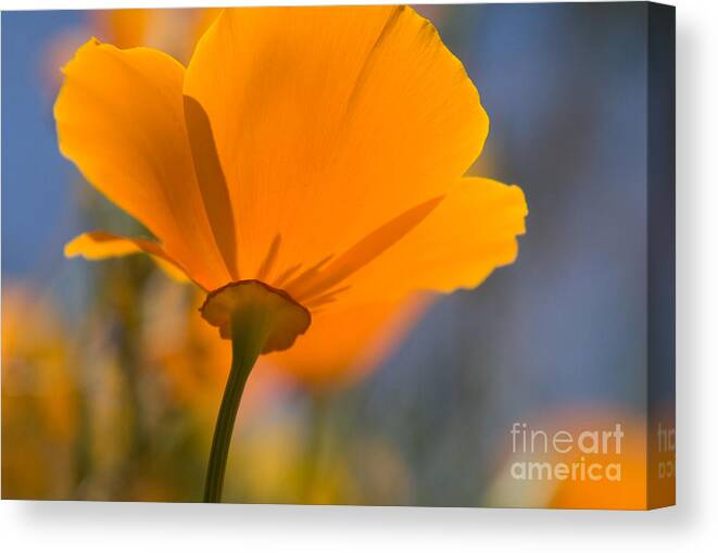 Poppies Canvas Print featuring the photograph California Poppy by Chris Scroggins