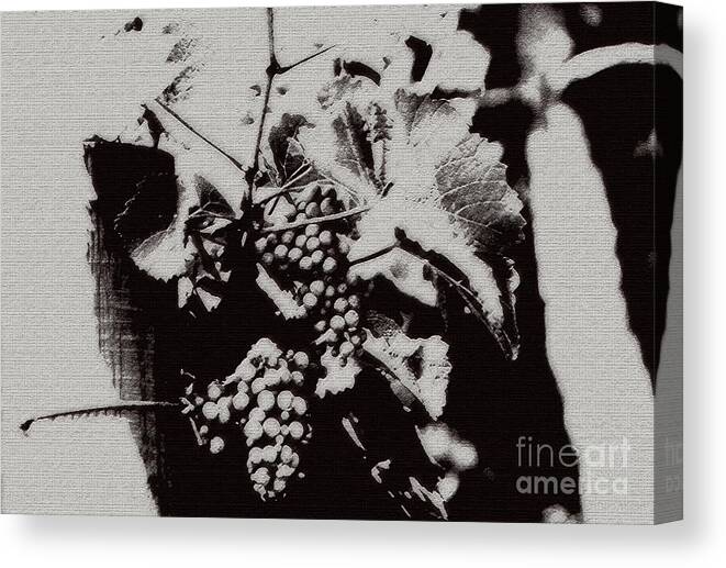 Grape Canvas Print featuring the photograph California Vineyard by Linda Shafer