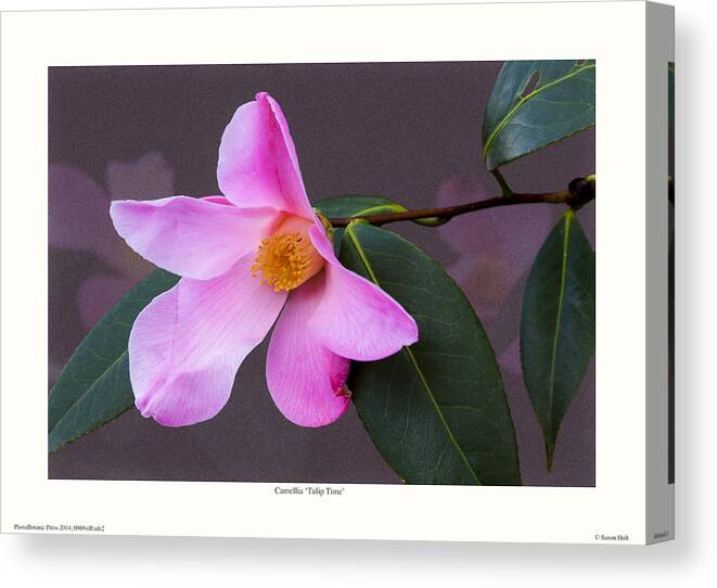 Camellia Canvas Print featuring the photograph Camellia 'Tulip Time' by Saxon Holt