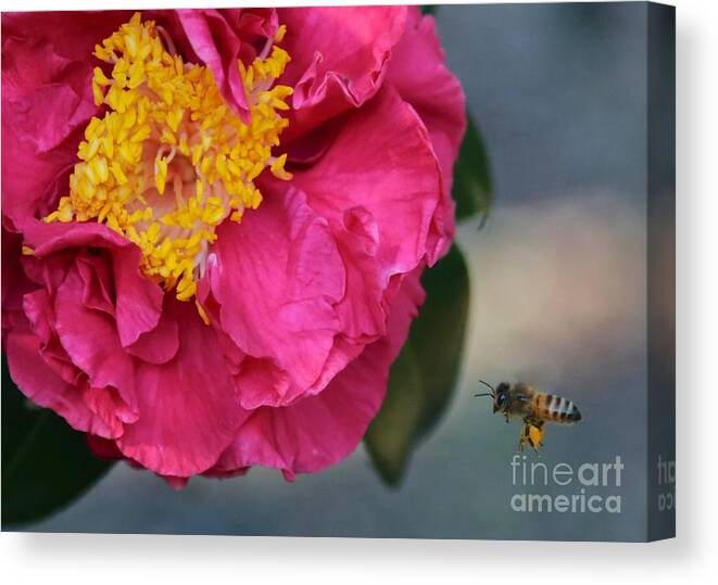 Camellia Canvas Print featuring the photograph Camellia with Bee by Carol Groenen