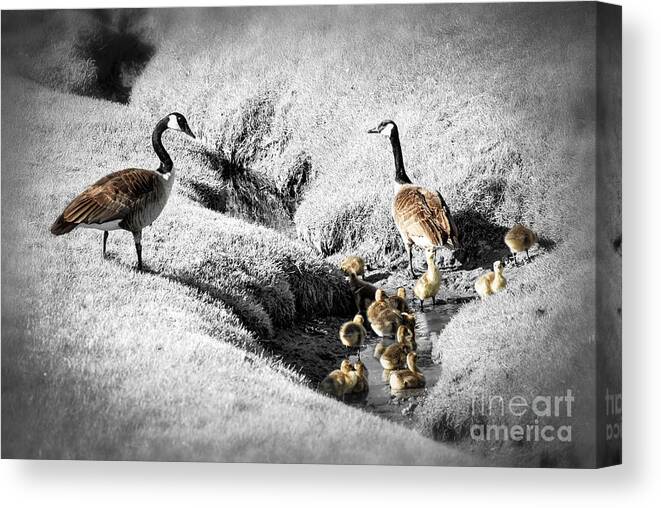 Goose Canvas Print featuring the photograph Canada geese family by Elena Elisseeva