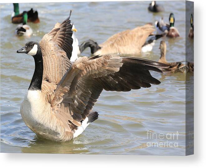Canada Goose Canvas Print featuring the photograph Canada Goose in Pond by Carol Groenen