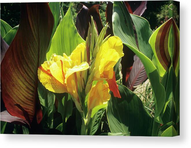 'cleopatra' Canvas Print featuring the photograph Canna Lily Flowers (canna X Generalis) by Sally Mccrae Kuyper/science Photo Library