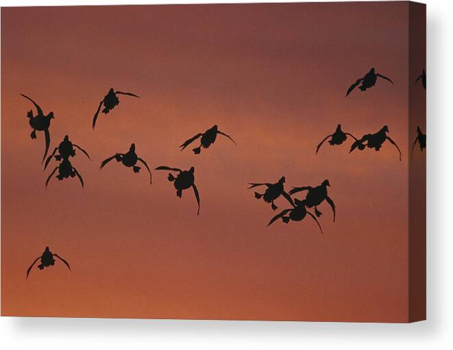Feb0514 Canvas Print featuring the photograph Canvasbacks Landing At Sunrise by Tom Vezo