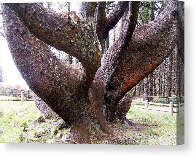 Cape Meares Canvas Print featuring the photograph Cape Meares Octopus Tree by Peter Mooyman