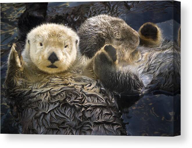 Daytime Canvas Print featuring the photograph Captive Two Sea Otters Holding Paws At by Tom Soucek