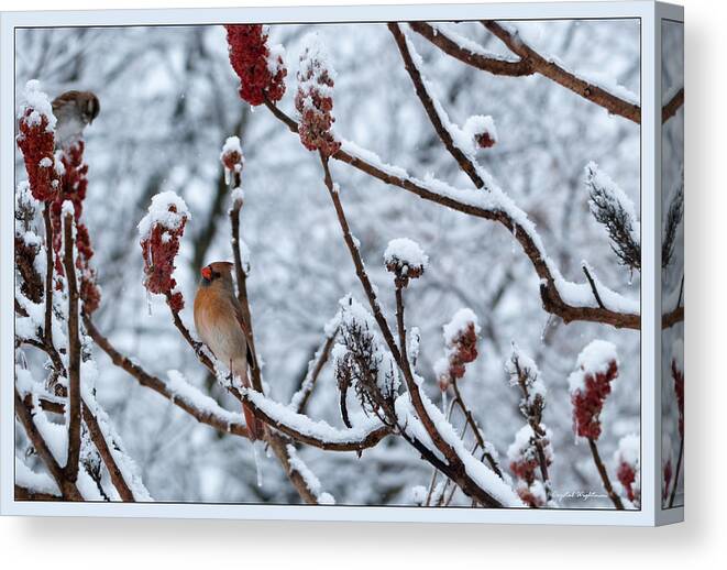 Female Cardinal Canvas Print featuring the photograph Cardinal in the Snow by Crystal Wightman
