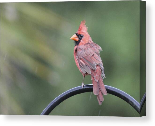 Cardinal Canvas Print featuring the photograph Cardinal in the Rain by Jeanne Juhos