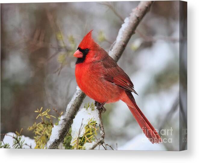 Cardinal Canvas Print featuring the photograph Cardinal in Winter by Jayne Carney