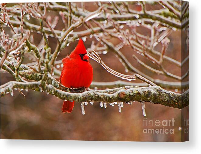 Avian Canvas Print featuring the photograph Cardinal by Mary Carol Story