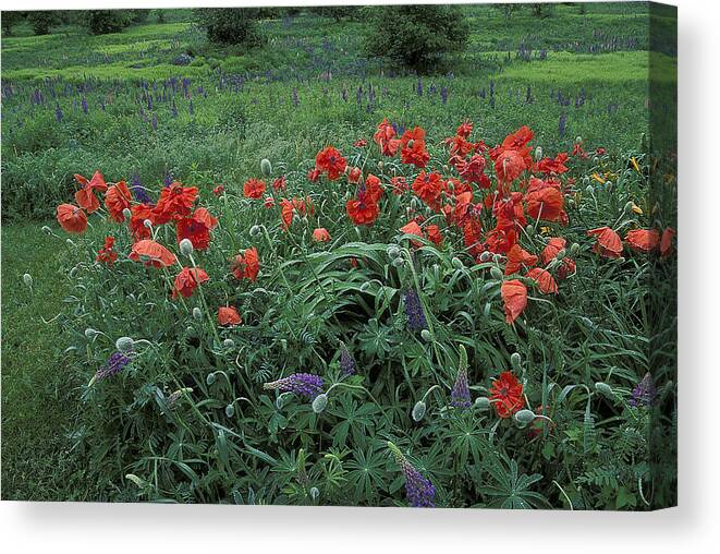 Poppies Canvas Print featuring the photograph Cascading Poppies by Laura Tucker