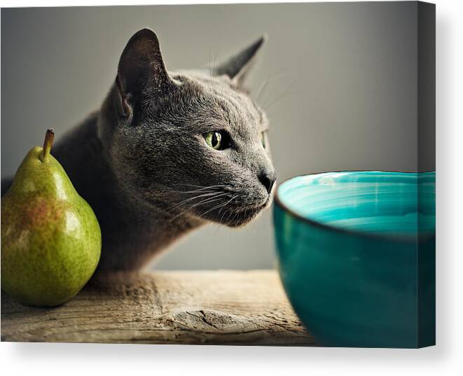 Cat Canvas Print featuring the photograph Cat and Pears by Nailia Schwarz