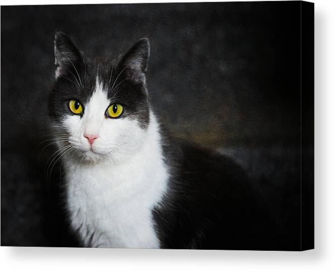 Cat Canvas Print featuring the photograph Cat portrait with texture by Matthias Hauser