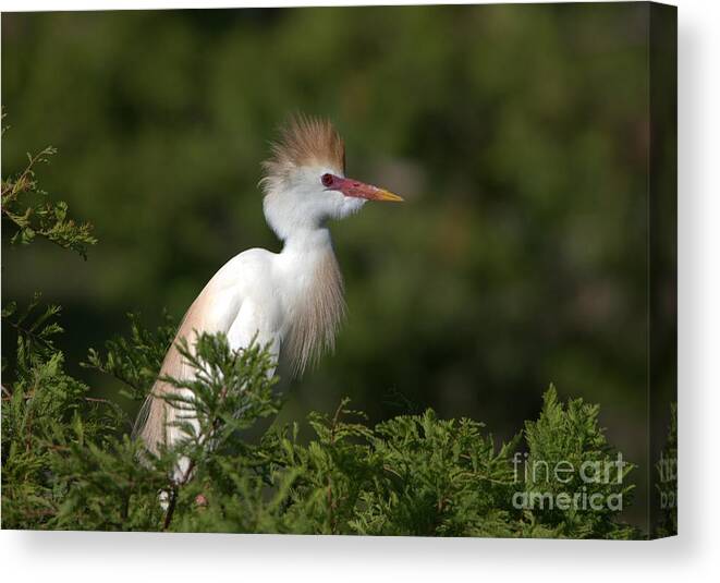 Cattle Egret Canvas Print featuring the photograph Cattle Egret No. 5 by John Greco