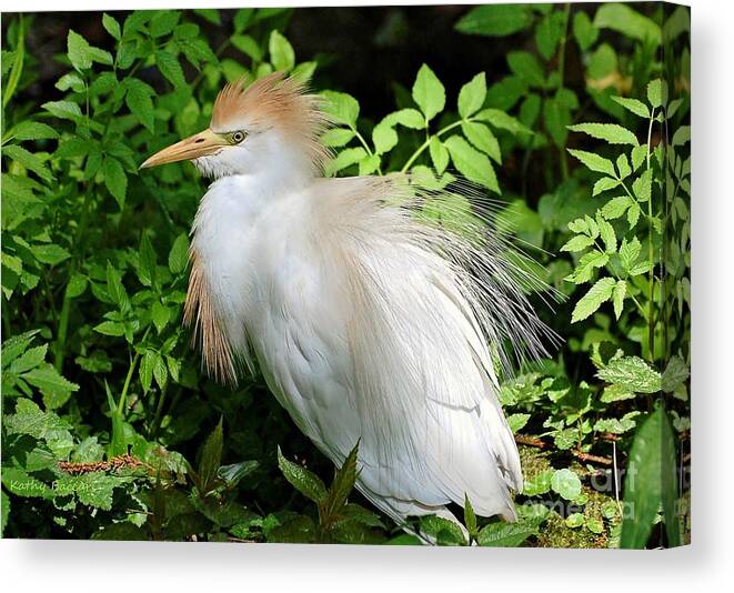 Birds Canvas Print featuring the photograph Cattle Egret With Breeding Plumage by Kathy Baccari