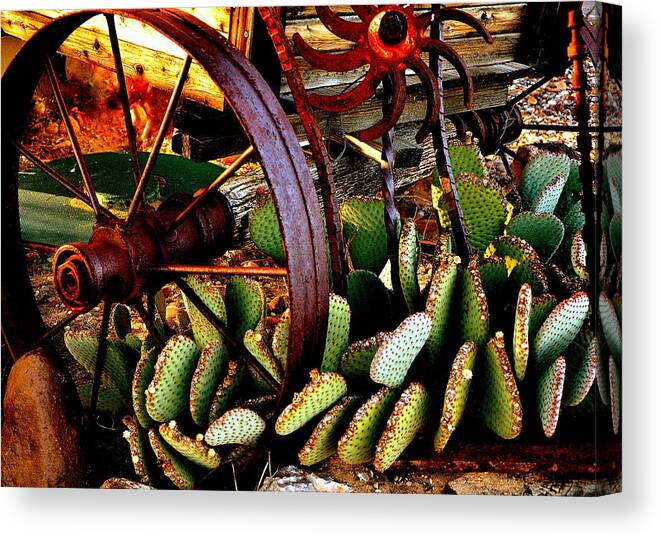 Wagon Wheel Canvas Print featuring the photograph Caught in a Cactus Patch-SOLD by Antonia Citrino