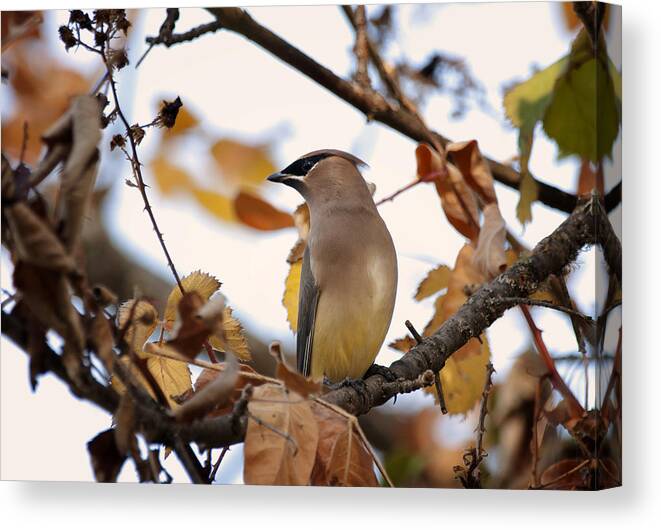 Cedar Waxwing Canvas Print featuring the photograph Cedar Waxwing by Betty Depee