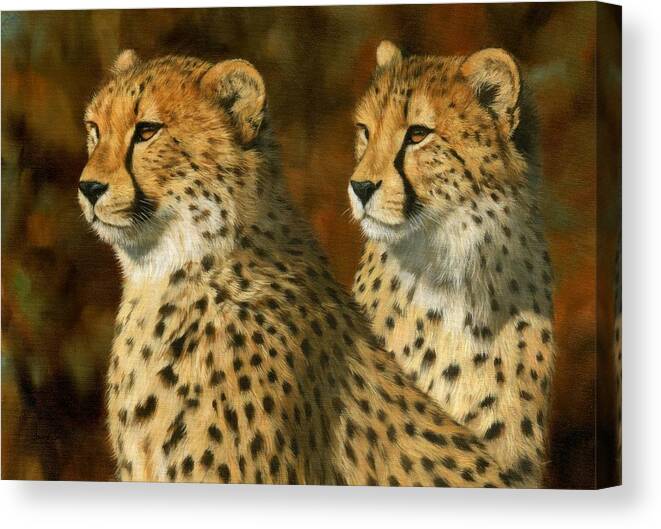 Cheetah Canvas Print featuring the painting Cheetah Brothers by David Stribbling