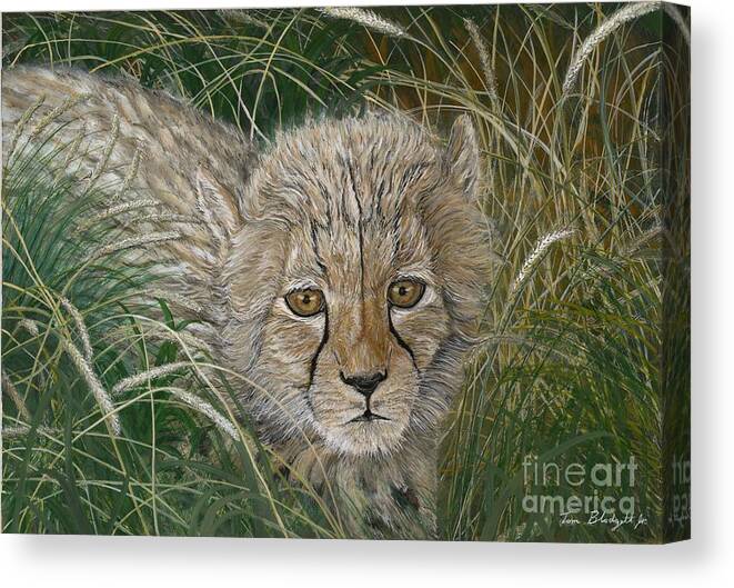 Cheetah Cub Canvas Print featuring the painting Cheetah Cub by Tom Blodgett Jr