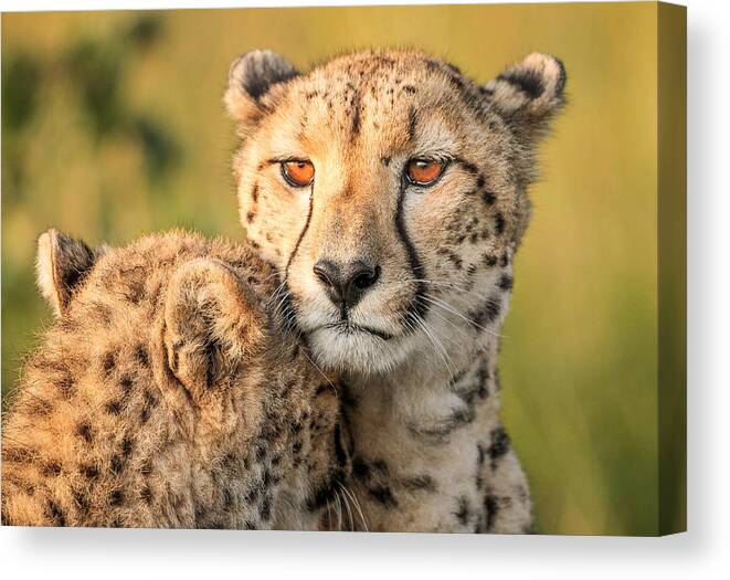 Cheetah Canvas Print featuring the photograph Cheetah Eyes by Jaco Marx