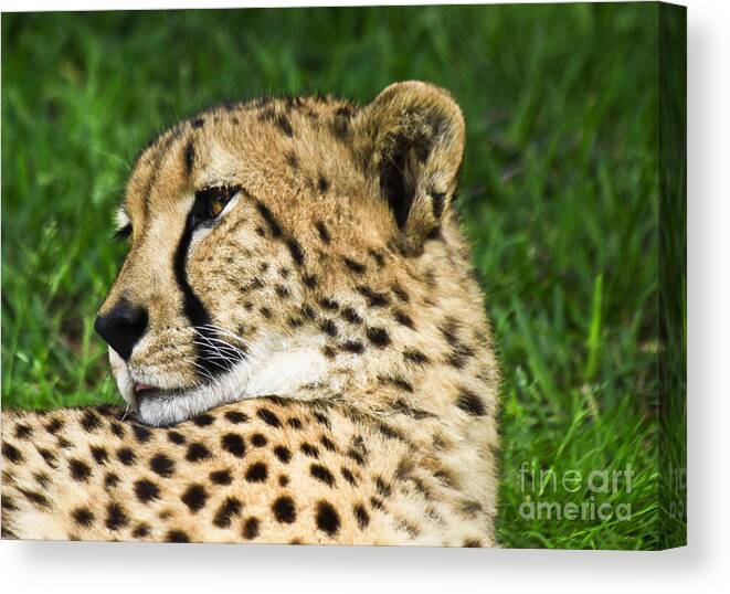 Cheetah Canvas Print featuring the photograph Cheetah by Richard Lynch